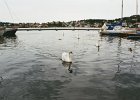 2003060209 grimstad zwaan